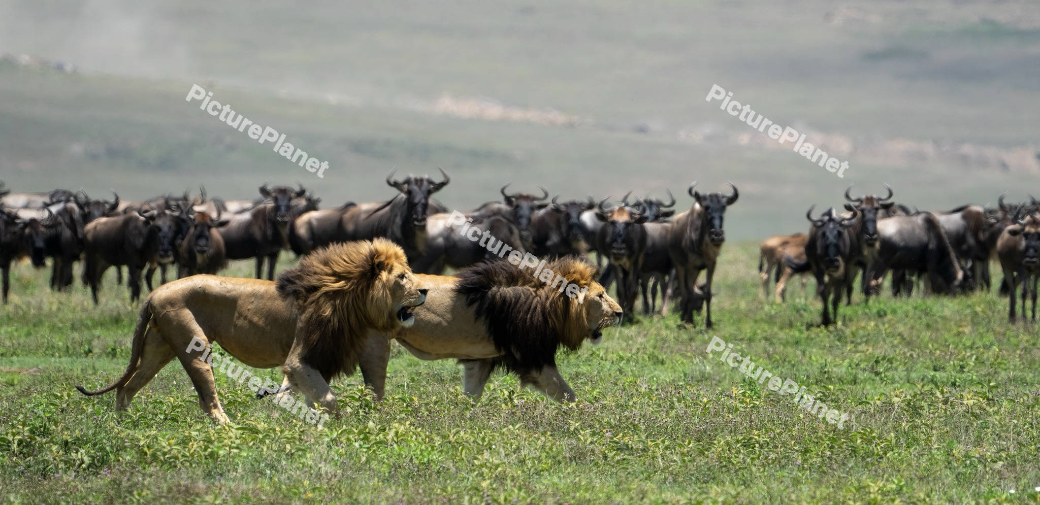 Two Lions